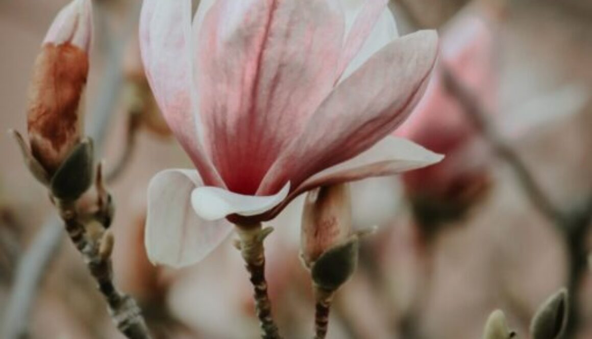 cropped-elisa-photography-3EiVKCR58BM-unsplash-scaled-1.jpg