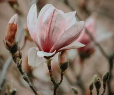 cropped-elisa-photography-3EiVKCR58BM-unsplash-scaled-1.jpg
